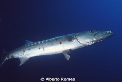 Big loner barracuda  (Sphyraena barracuda)
Nikonos 20mm ... by Alberto Romeo 